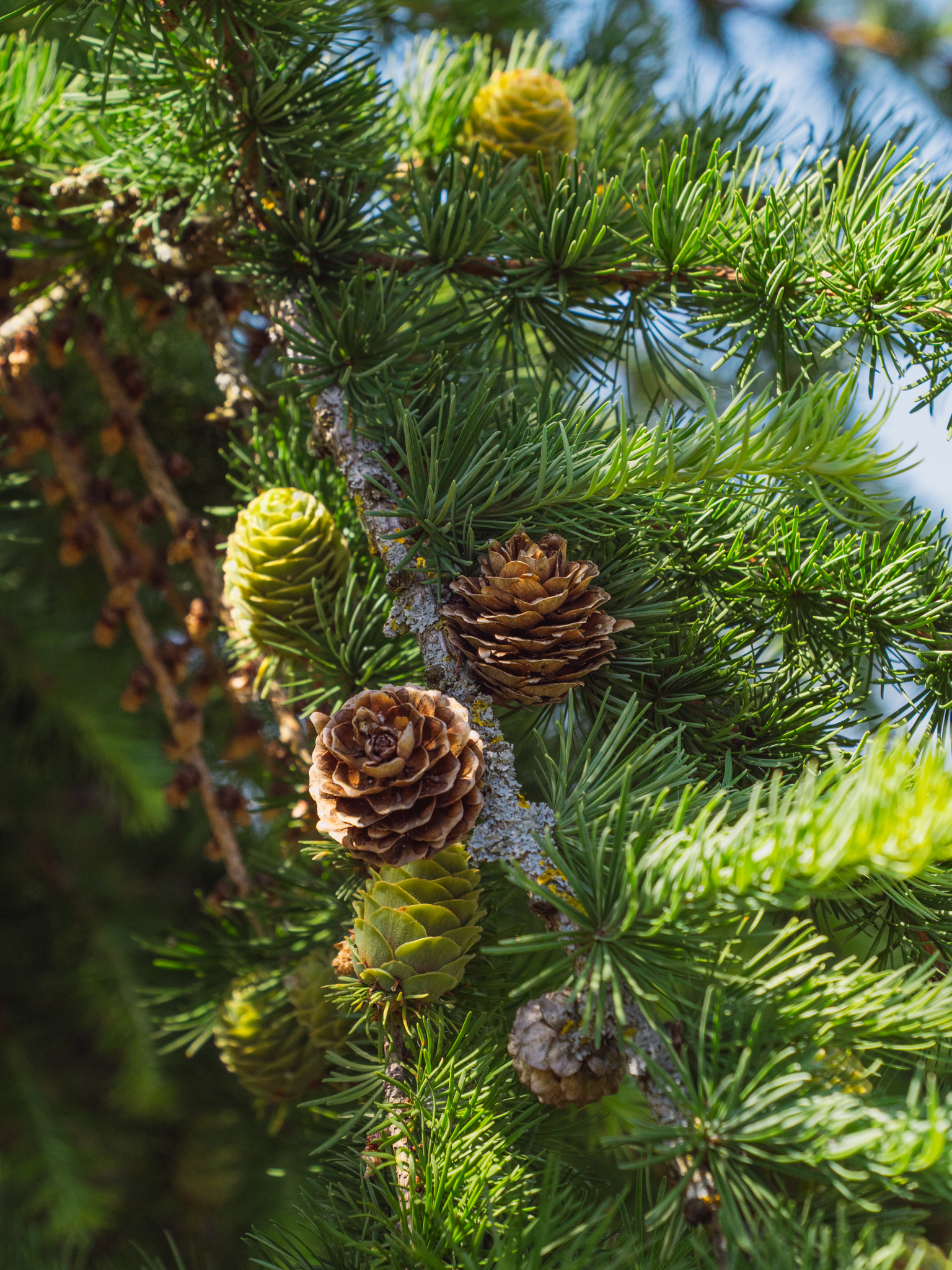 Larix kaempferi | Japanese larch - Van den Berk Nurseries